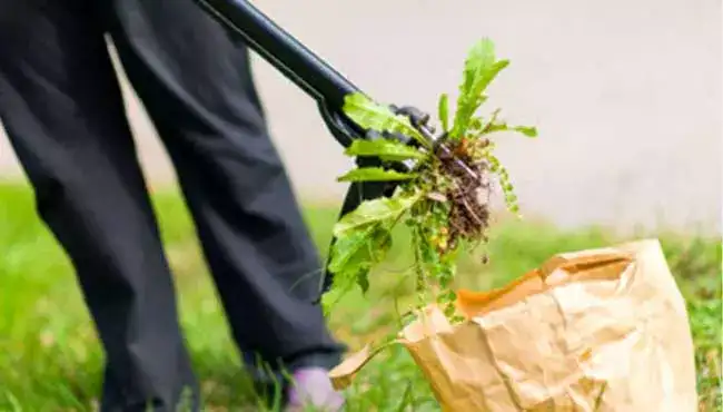 Mauvaises herbes : 10 astuces pour les éliminer de manière naturelle