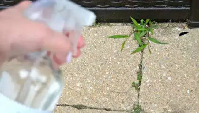 Mauvaises herbes : 10 astuces pour les éliminer de manière naturelle