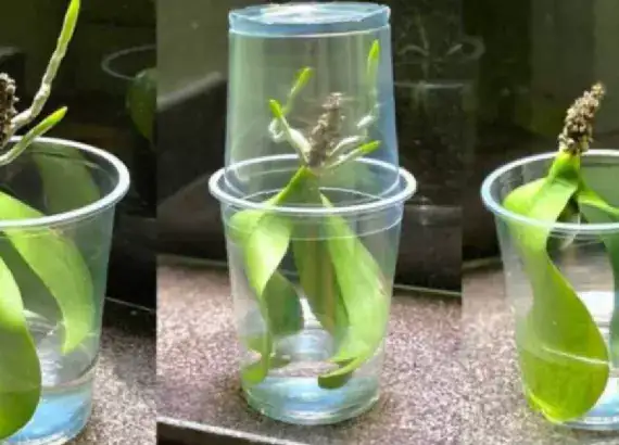 Putting orchid leaves in water: what happens
