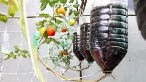 Comment Faire Pousser Des Tomates À L’envers Dans Des Bouteilles En Plastique